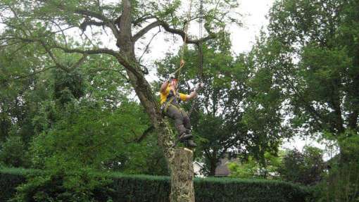 bomen rooien in Duizel